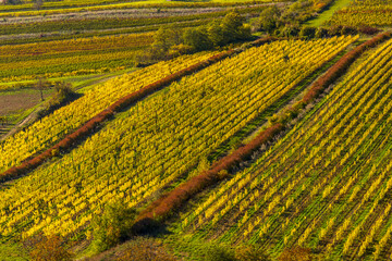 Vineyards under Palava, Southern Moravia, Czech Republic