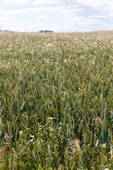 cereal plants during cultivation in the field in summer
