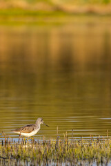 Common Greenshank (Tringa nebularia), Dehtar pond, Southern Bohemia, Czech Republic