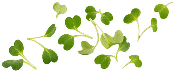 Falling microgreen leaves, arugula sprouts isolated on white background - obrazy, fototapety, plakaty