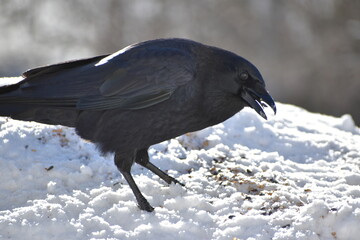 A crow in winter, Sainte-Apolline, Québec, Canada