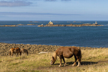 Horse in a field near Tremazan in Brittany, France