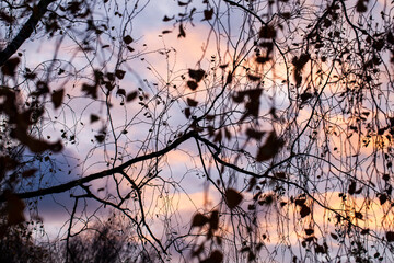 bare trees during sunset after leaf fall