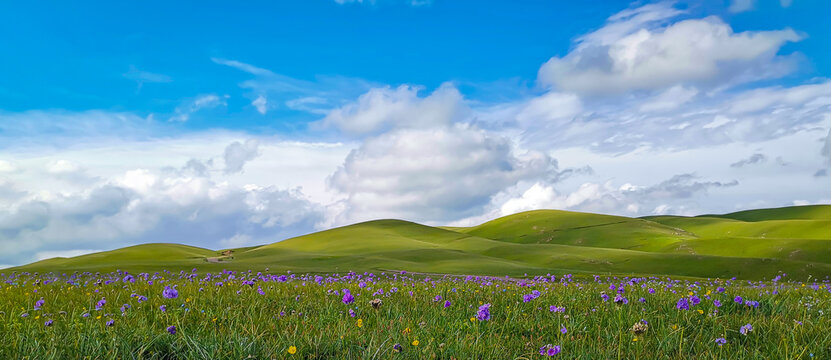 Gram, grassland