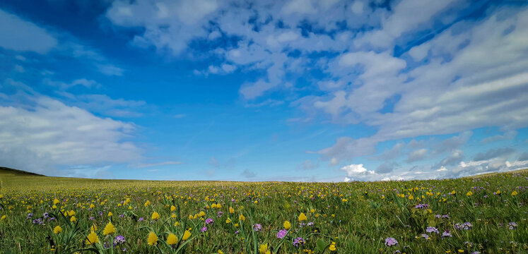 Gram, grassland