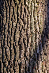 structure and features of tree bark close-up