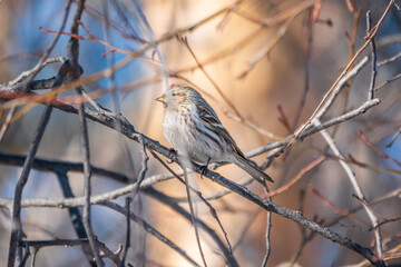 Common redpoll female, cute bird with bright red patch on its forehead sits on tree branch without leaves in sunny spring day.