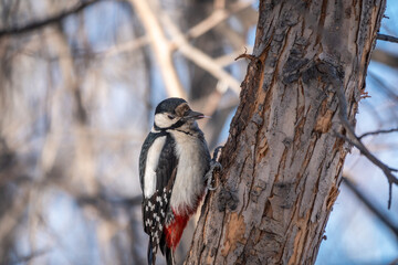 Little woodpecker sits on a tree trunk. The great spotted woodpecker, Dendrocopos major