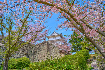 春の香川県丸亀市の丸亀城と桜