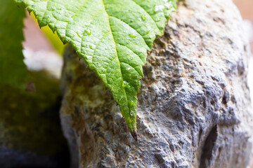 A green leaf lies on a stone