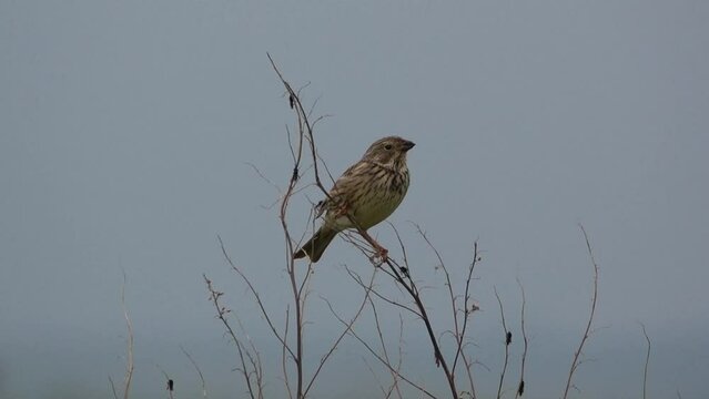 a skylark (Alauda arvensis) sat high in spring time tree branches surrounded by St Mark's Flies (Bibio marci)