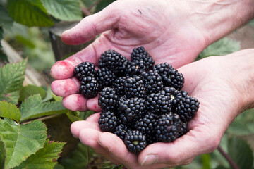 male hands holding a full handful of fresh blackberries, picking berries, fruits