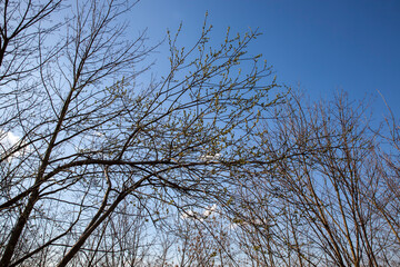 willow during blooming in the spring of the year