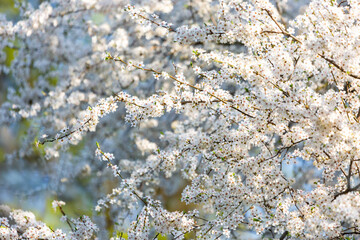 Big branch of a blossoming apple tree on a blue background. Selective focus.