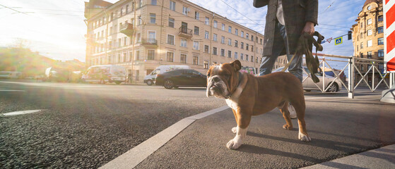 Beautiful dog bulldog on a walk city.