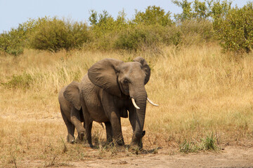 elephants walking through the savannah