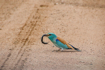 european roller with a centipede sitting on a sand road