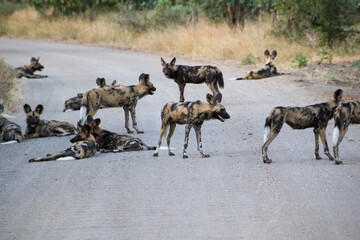pack of wild dogs resting on a sand road