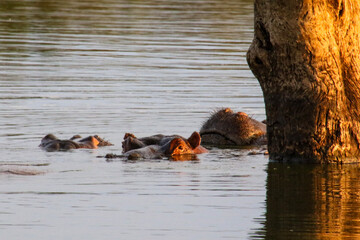  group of hippopotamus in the water