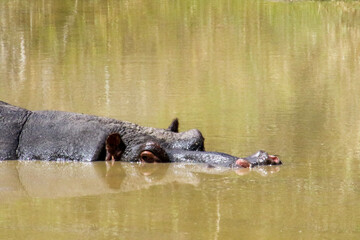hippopotamus in water with reflection