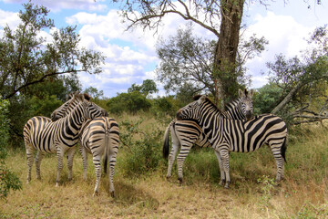 Fototapeta na wymiar zebras resting heads on each other backs