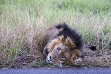male lion resting on the side of the road