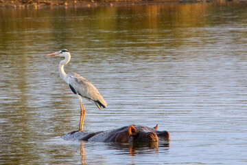 grey heron standing on the back of a hippopotamus