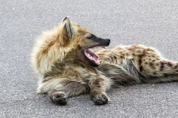 Foto op Plexiglas jonge hyena geeuwt terwijl ze op de weg ligt © Antje