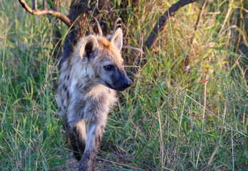 Fototapeta premium young hyena on the move
