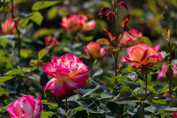 初夏の公園の満開のバラの花の風景