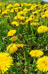 yellow dandelions on grass