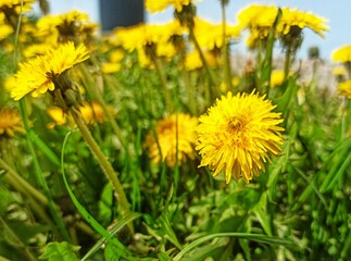 dandelions in the grass