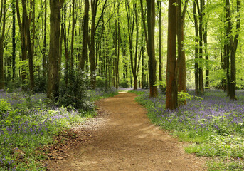 Fototapeta na wymiar Nature - Woodland path with Bluebells