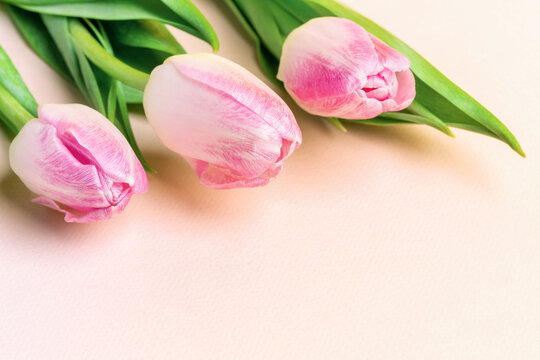 Festive spring image with pink tulips close up on pastel pink background with copy space for text.