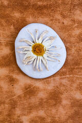 Fototapeta na wymiar vertrocknete Blume auf kieselstein,Stillleben