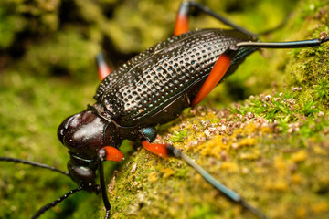 Strongylium erythrocephalum