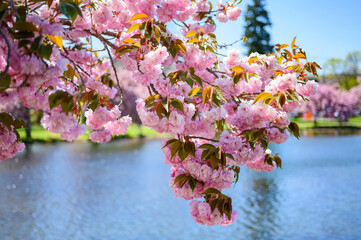Pink Cherry Blossom over a park pond.