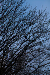 bare trees during sunset after leaf fall