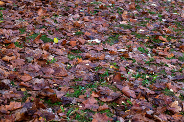 beautiful autumn nature with falling foliage in mid-autumn