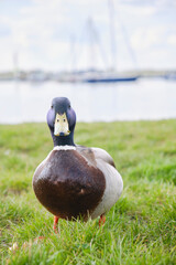 Stockente am Cospudener See mit Hafenlandschaft (Hochformat)