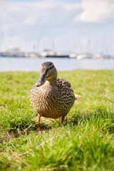 Ente am Cospudener See mit Hafenblick (Hochformat)