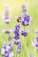 Bee picking pollen lavender flower. Defocused nature violet, green and sunny orange in background.
