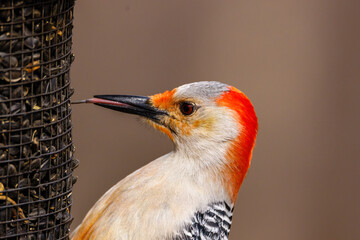 Close up of a Red-bellied woodpecker (Melanerpes carolinus) using its tongue to get a black oiled...
