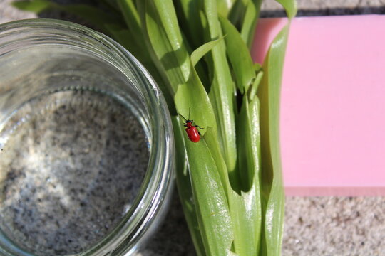 Lilienh&auml;hnchen auf einer Lilie, Seife und Spiritus