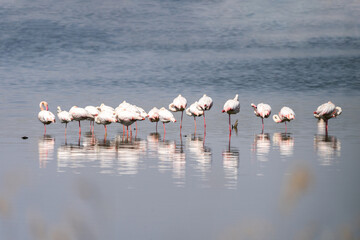 flamingos in water