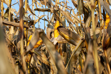yellow ripe corn fruits in summer