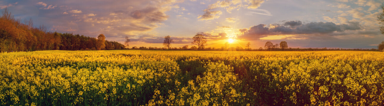 Panoramic view of blooming raps field by sunset, bright yellow rapeseed fields, brilliant yellow fields of oilseed rape.
