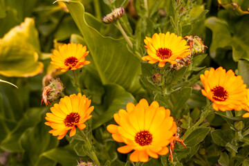 Pot Marigold flowers, Calendula officinalis