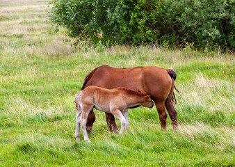 Obraz na płótnie Canvas a domestic horse while grazing in a field with green grass
