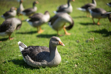 Gray geese in a clearing on a sunny day